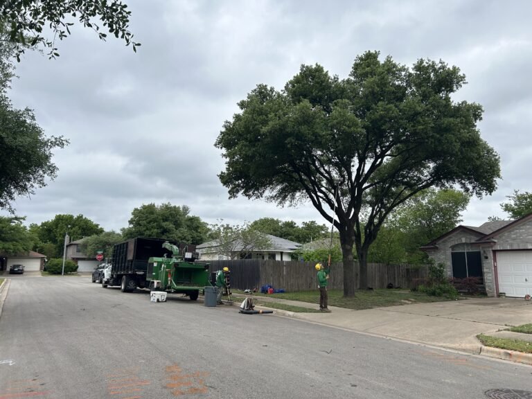 Tree Health Assessments