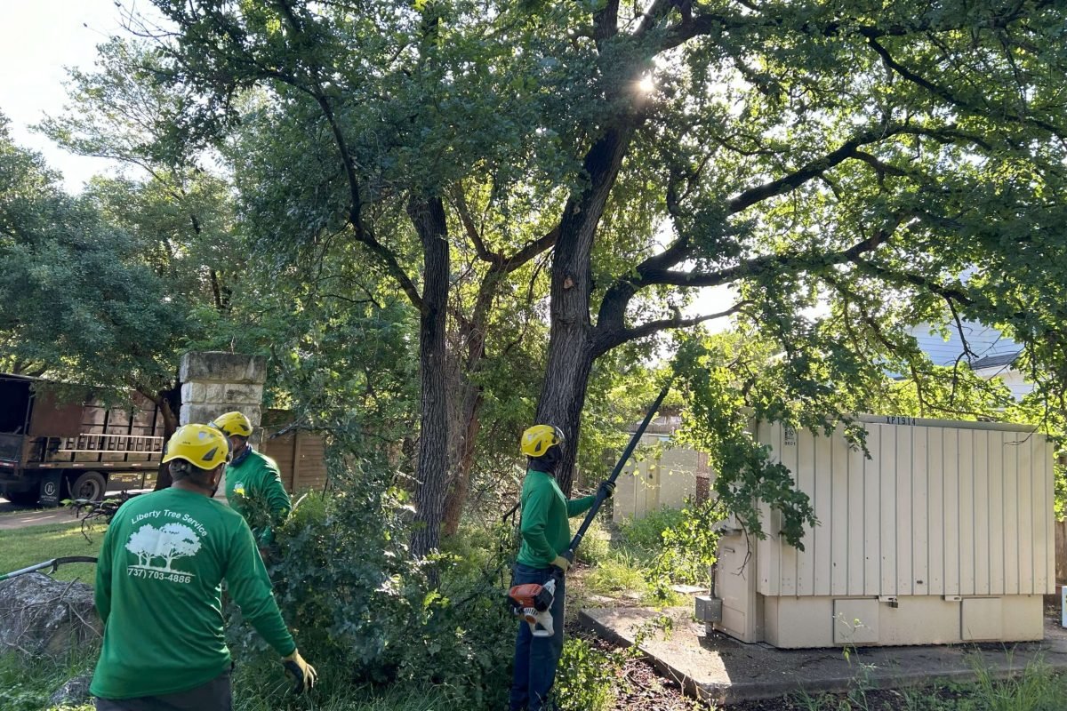Tree Trimming Picture